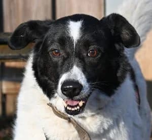 Sara, female 6yo Mixed Breed for adoption at Tierschutz Wörrstadt, Wörrstadt