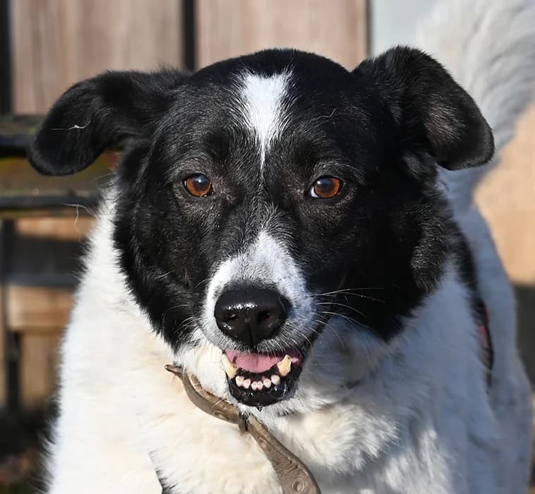 Sara, female 6yo Mixed Breed for adoption at Tierschutz Wörrstadt, Wörrstadt