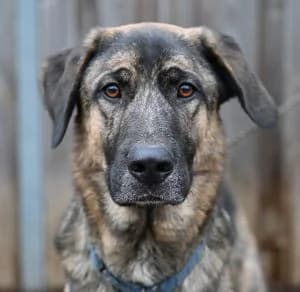 Miguel, male 7yo Mixed Breed for adoption at Tierschutz Wörrstadt, Wörrstadt