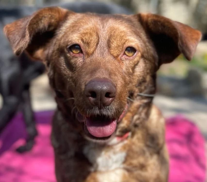 Tari, female 4yo Mixed Breed for adoption at Tierschutz Wörrstadt, Wörrstadt