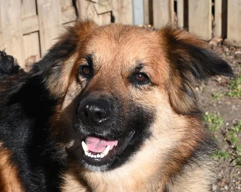 Sidney, male 3yo German Shepherd for adoption at Tierschutz Wörrstadt, Wörrstadt