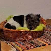 Miro, Mixed Breed for adoption at Neuer Tierschutzverein Weißenfels e.V., Halle (Saale)