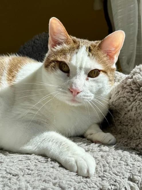 Alma & Manni, schwarz & weiß braun Alter: 10 Jahre Verträglich mit: Artgenossen Alma und Manni sind ein 10 Jahre a male senior European Shorthair for adoption at Tierschutzverein 7 Gebirge e.V. — Orscheider Hof