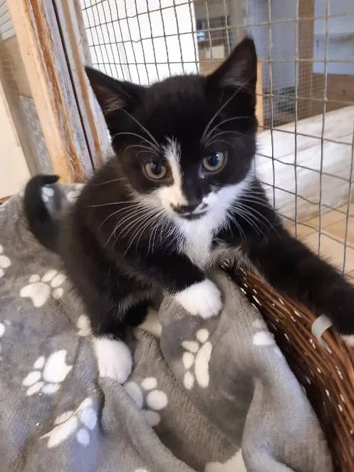 Andy, schwarz weiß Geboren: 02.08.2026 Verträglich mit: Artgenossen Der kleine Andy und seine Geschwister male puppy European Shorthair for adoption at Tierschutzverein 7 Gebirge e.V. — Orscheider Hof