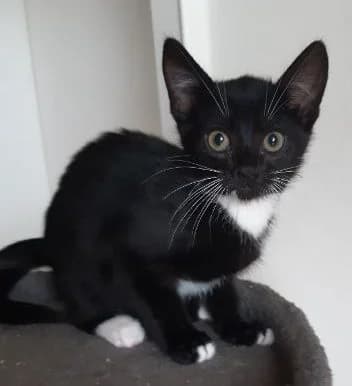 Anton, schwarz weiß Geboren: 01.07.2026 Verträglich mit: Artgenossen Anton und seine Brüder Pünktchen und O male senior European Shorthair for adoption at Tierschutzverein 7 Gebirge e.V. — Orscheider Hof