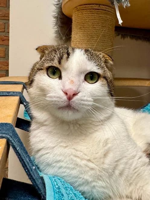 Balduin, getigert weiß Alter: 2-3 Jahre Verträglich mit: Artgenossen Balduin ist ein ca 2-3 Jahre alter Scott male senior Scottish Fold for adoption at Tierschutzverein 7 Gebirge e.V. — Orscheider Hof