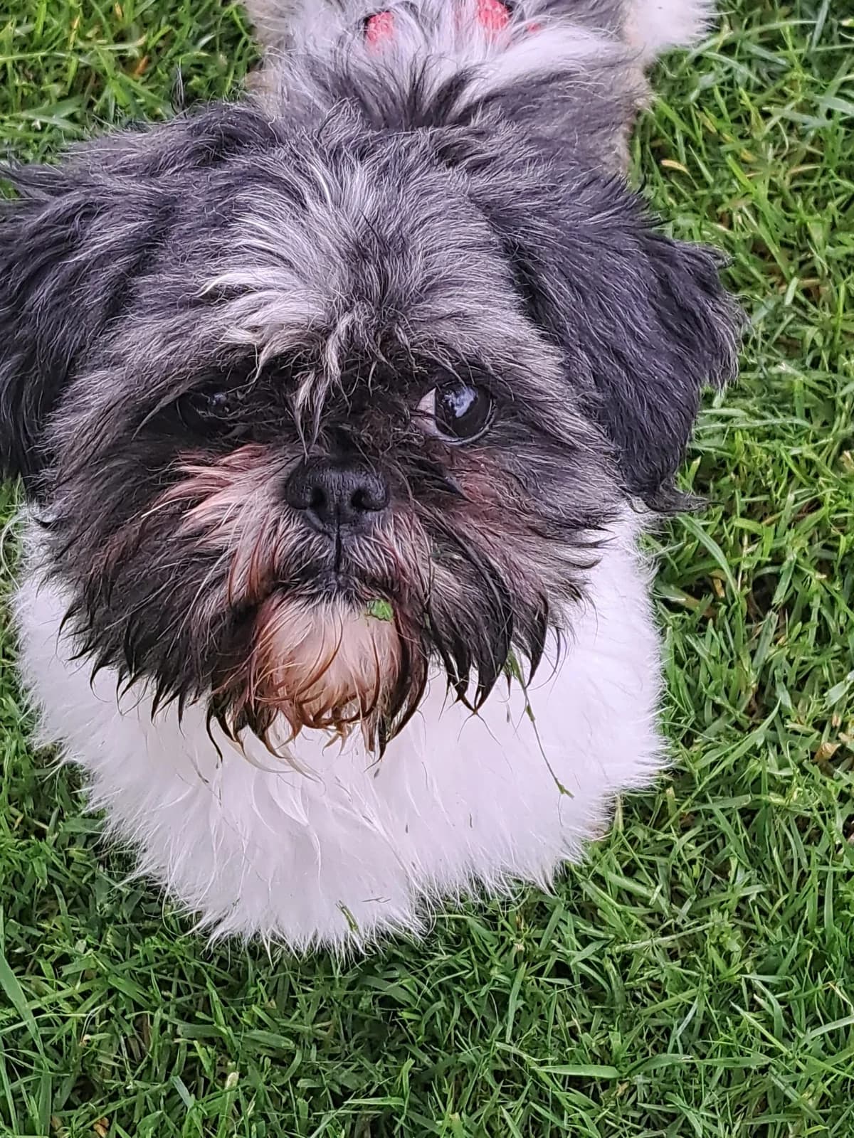 Bao, weiß/grau Abgabegrund: verträglich mit: Hunden Beschreibung: Bao ist ein ruhiger und angenehmer Mitb male 7yo Shih Tzu for adoption at Tierschutzverein 7 Gebirge e.V. — Orscheider Hof