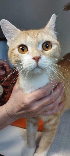 Bella, rot weiß Alter: 3 Jahre Verträglich mit: Katzenmädchen Die etwa 3 Jahre alte Bella ist eine hübsche female senior European Shorthair for adoption at Tierschutzverein 7 Gebirge e.V. — Orscheider Hof