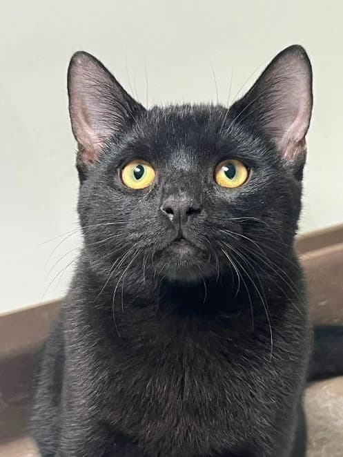 Benedikt, Mats, Mika und Finni, schwarz Geboren: 10.04.2026 Verträglich mit: Artgenossen male puppy European Shorthair for adoption at Tierschutzverein 7 Gebirge e.V. — Orscheider Hof