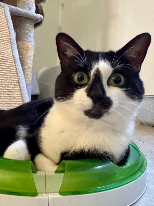 Benny, schwarz weiß Alter: 1 Jahr Verträglich mit: Artgenossen Der knapp 1 Jahr alte Benny wurde als streun male senior European Shorthair for adoption at Tierschutzverein 7 Gebirge e.V. — Orscheider Hof