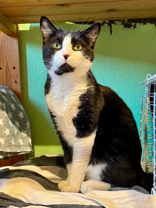 Bipu & Piru, schwarz weiß Alter: 5 & 3 Jahre Verträglich mit: einander male 3yo European Shorthair for adoption at Tierschutzverein 7 Gebirge e.V. — Orscheider Hof