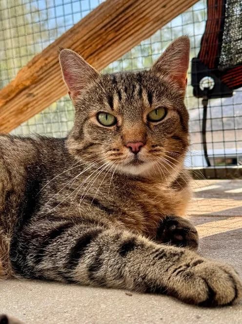 Bjarne, getigert Alter: 6-8 Jahre Verträglich mit: Artgenossen Bjarne ist geschätzt 6-8 Jahre alt und ein im male senior European Shorthair for adoption at Tierschutzverein 7 Gebirge e.V. — Orscheider Hof