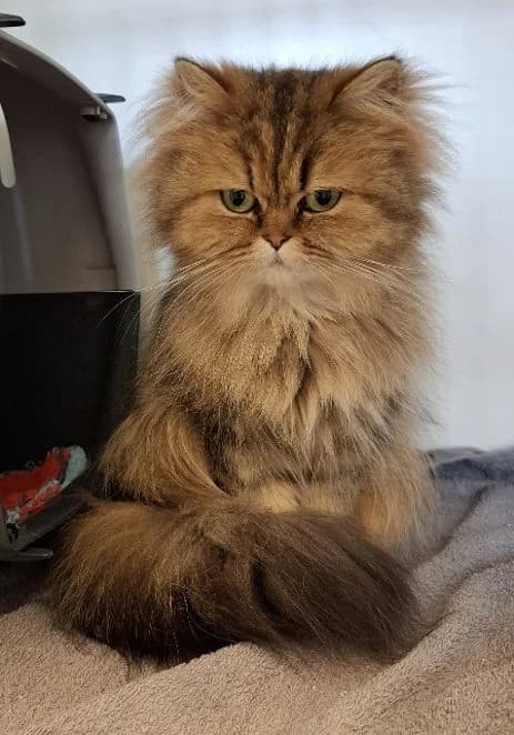 Bonbon & Snow sowie Peanut & Silver, Alter: 6 & 5 Jahre Verträglich mit: Artgenossen Die 4 wunderschönen zierlichen Perserdamen wurden we female senior Persian for adoption at Tierschutzverein 7 Gebirge e.V. — Orscheider Hof