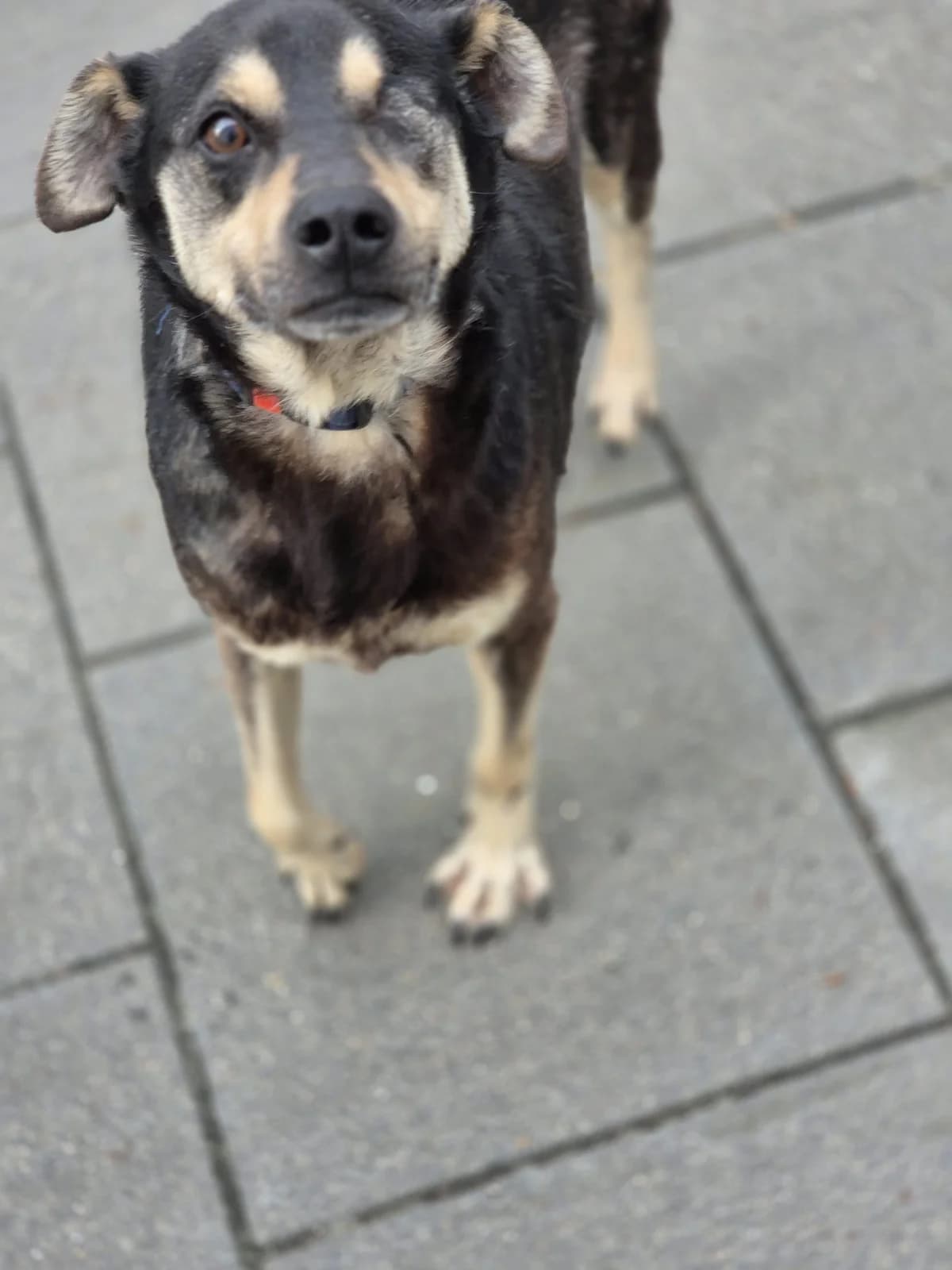 Captain Hook, schwarz mit braun Abgabegrund: Übernahme von einem rumänischen Tierheim verträglich mit: Hunden Besc male senior Mixed Breed for adoption at Tierschutzverein 7 Gebirge e.V. — Orscheider Hof