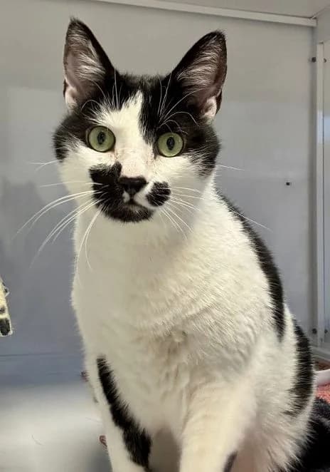 Charlie & Schröder, schwarz weiß & weiß getigert Alter: 7 Jahre Verträglich mit: Artgenossen Charlie und Schröder kamen male 7yo European Shorthair for adoption at Tierschutzverein 7 Gebirge e.V. — Orscheider Hof