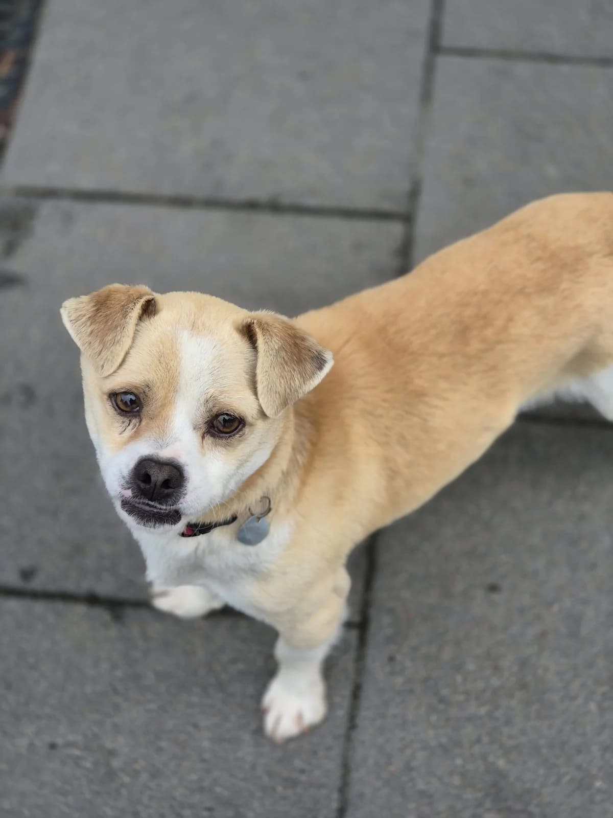 Chip, weiß-braun gescheckt Abgabegrund: Übernahme von einem rumänischen Tierheim verträglich mit: Hunden B male young mixed breed for adoption at Tierschutzverein 7 Gebirge e.V. — Orscheider Hof