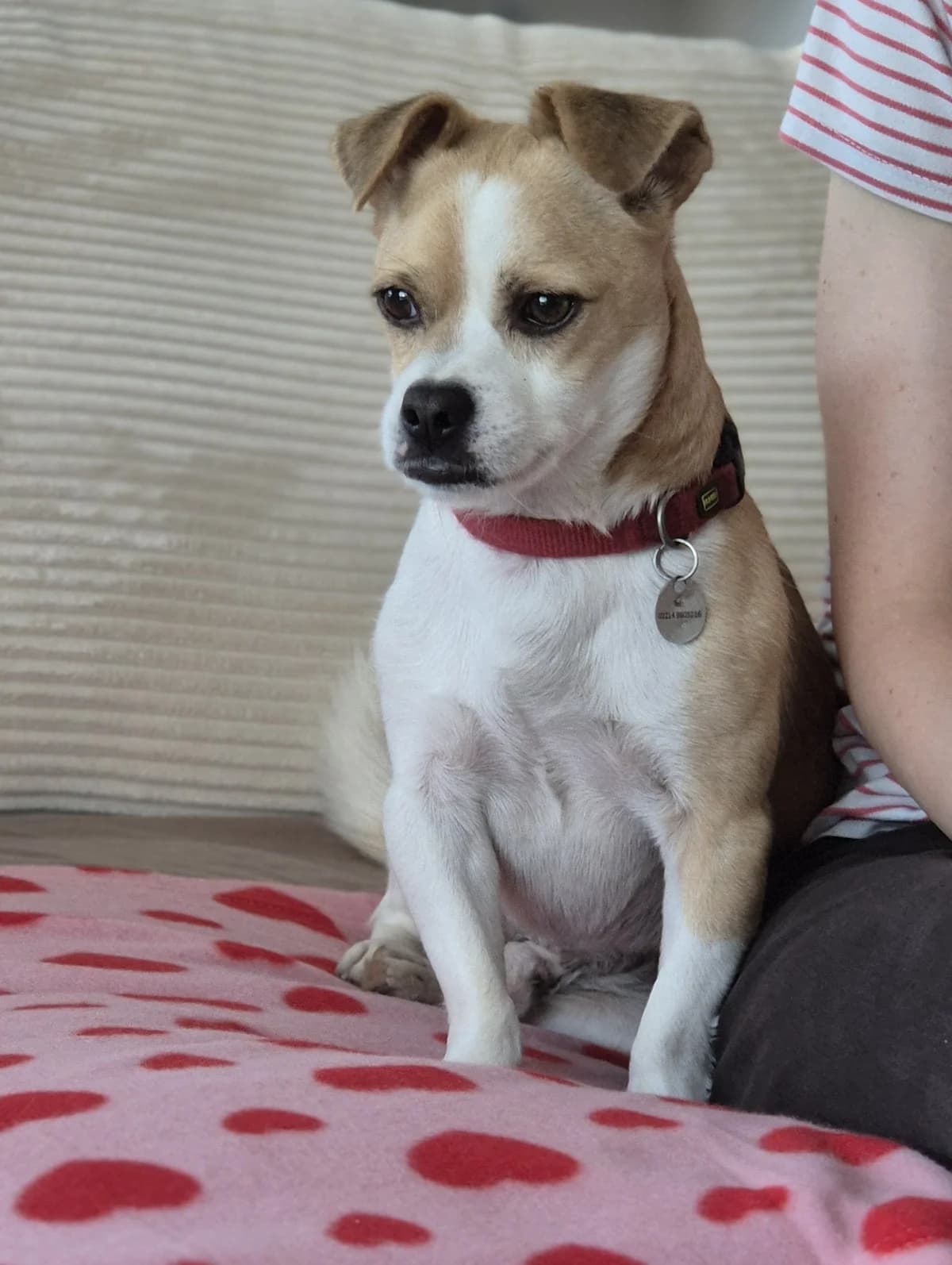 Chippie, weiß-braun gescheckt Abgabegrund: Übernahme von einem rumänischen Tierheim verträglich mit: Hunden B male young mixed breed for adoption at Tierschutzverein 7 Gebirge e.V. — Orscheider Hof