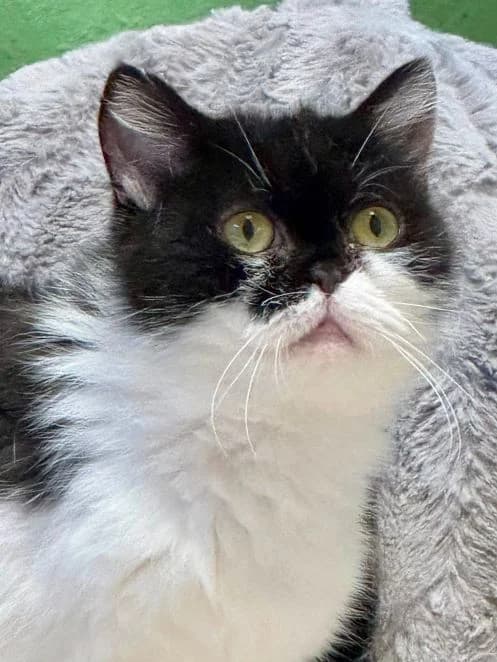 Dakota, schwarz weiß Alter: 3 Jahre Verträglich mit: Artgenossen Dakota ist etwa 3 Jahre alt und stammt eben female senior British Shorthair for adoption at Tierschutzverein 7 Gebirge e.V. — Orscheider Hof