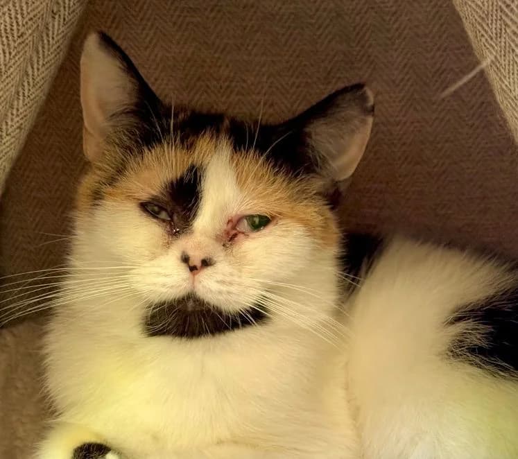 Daphne, tricolor Alter: 2 Jahre Verträglich mit: Artgenossen Daphne ist eine etwa 2 Jahre alte sogenannte Gl female senior Persian for adoption at Tierschutzverein 7 Gebirge e.V. — Orscheider Hof