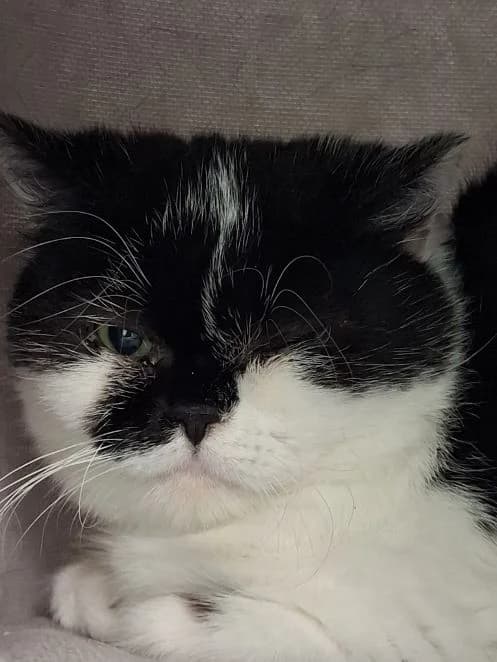 Detroit, schwarz weiß Alter: 3 Jahre Verträglich mit: Artgenossen Auch Detroit gehört zu der Kategorie „Schat male 3yo British Shorthair for adoption at Tierschutzverein 7 Gebirge e.V. — Orscheider Hof