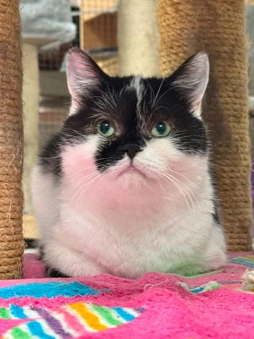 Detroit, schwarz weiß Alter: 3 Jahre Verträglich mit: Artgenossen Auch Detroit gehört zu der Kategorie „Schat male 3yo British Shorthair for adoption at Tierschutzverein 7 Gebirge e.V. — Orscheider Hof
