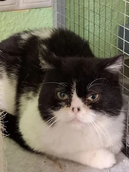 Diebels, schwarz weiß Alter: 3 Jahre Verträglich mit: Artgenossen Diebels ist ein etwas „unsichtbarer“ BKH-Mi male 3yo British Shorthair for adoption at Tierschutzverein 7 Gebirge e.V. — Orscheider Hof