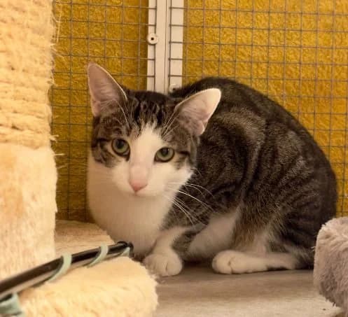 Dodo & Dilly, getigert weiß & getigert Alter: 1 Jahr Verträglich mit: Artgenossen Dodo und seine Schwester Dilly s male senior European Shorthair for adoption at Tierschutzverein 7 Gebirge e.V. — Orscheider Hof