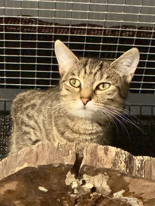 Dolly & Dori, getigert Alter: 1 Jahr Verträglich mit: Artgenossen Dori und ihre Schwester Dolly sind gut 1 Jahr al female senior European Shorthair for adoption at Tierschutzverein 7 Gebirge e.V. — Orscheider Hof