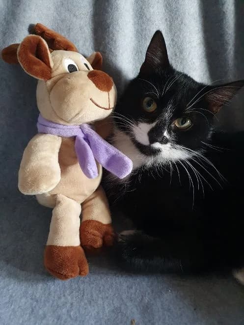 Domenico, schwarz weiß Alter: 1 Jahr Verträglich mit: Artgenossen Domenico ist ca 1 Jahr alt und wurde uns als male senior European Shorthair for adoption at Tierschutzverein 7 Gebirge e.V. — Orscheider Hof