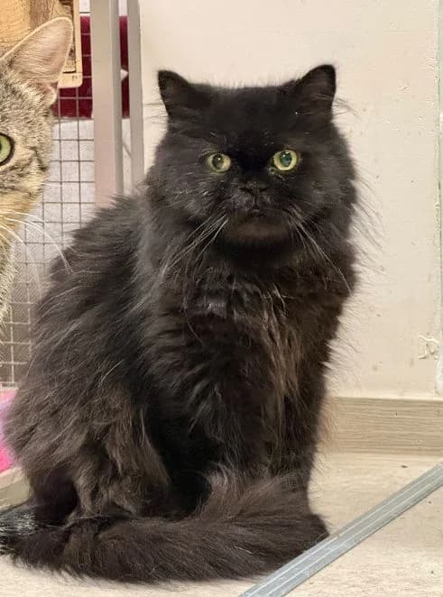Dorina, schwarz Alter: 5 Jahre Verträglich mit: Artgenossen Dorina ist eine äußerst wuschelige Perser-Mix-Ka female 5yo Persian for adoption at Tierschutzverein 7 Gebirge e.V. — Orscheider Hof