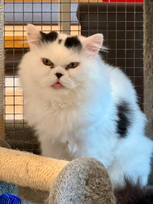 Dr Alban, weiß schwarz Alter: 9 Jahre Verträglich mit: Artgenossen Dr Alban ist ein sehr wolliger Perser-Mix-K male senior Persian for adoption at Tierschutzverein 7 Gebirge e.V. — Orscheider Hof
