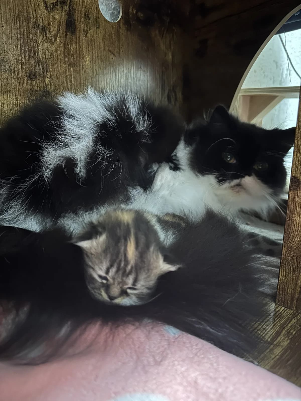 Duchess & Poppy, Schwarzweiß female 3yo Persian for adoption at Tierschutzverein 7 Gebirge e.V. — Orscheider Hof