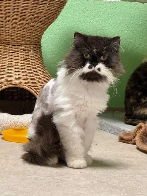 Durango und Mephisto, schwarz weiß & schwarz Alter: 8 & 4 Jahre Verträglich mit: Artgenossen Durango und Mephisto sind zwe male 4yo Persian for adoption at Tierschutzverein 7 Gebirge e.V. — Orscheider Hof