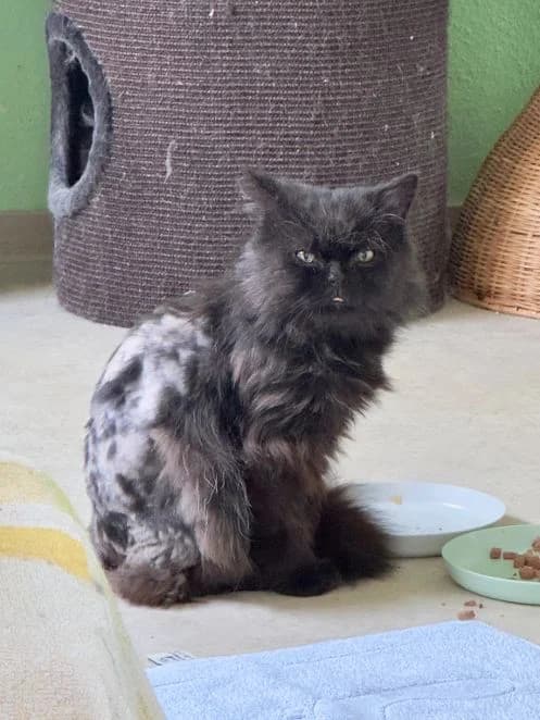 Mephisto, schwarz Alter: 4 Jahre Verträglich mit: Artgenossen Mephisto ist ein überaus wolliger Perser-Mix-Kat male 4yo Persian for adoption at Tierschutzverein 7 Gebirge e.V. — Orscheider Hof