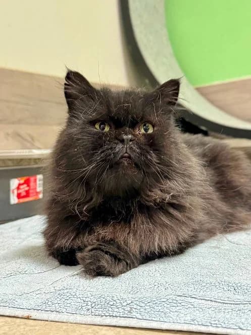 Mephisto, schwarz Alter: 4 Jahre Verträglich mit: Artgenossen Mephisto ist ein überaus wolliger Perser-Mix-Kat male 4yo Persian for adoption at Tierschutzverein 7 Gebirge e.V. — Orscheider Hof