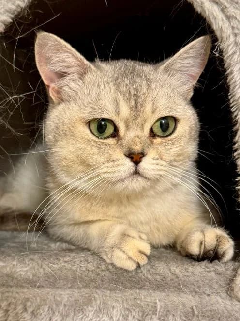 Dylan, silber grau Alter: 2 Jahre Verträglich mit: Artgenossen Dylan ist ein etwa 2 Jahre alter British-Kur male senior British Shorthair for adoption at Tierschutzverein 7 Gebirge e.V. — Orscheider Hof