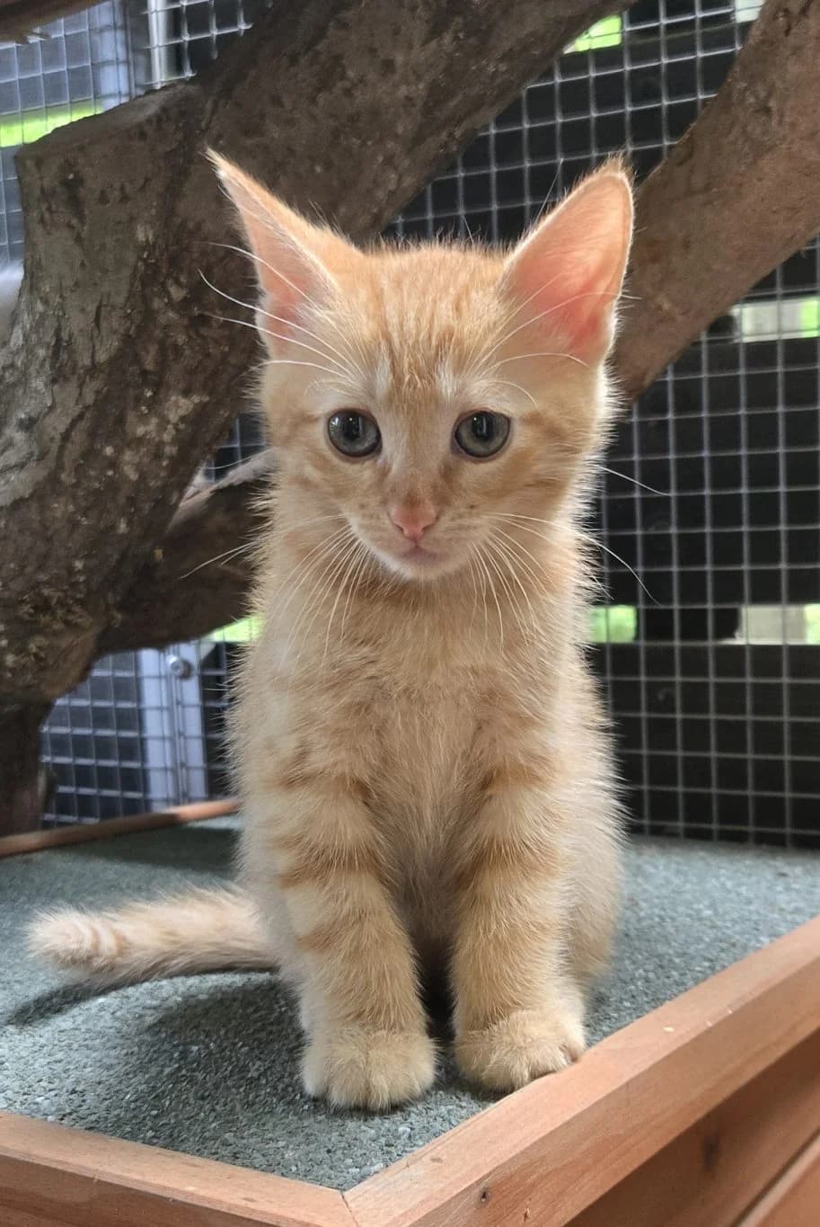 Elio & Soleil, rot Geboren: 24.04.2026 Verträglich mit: Katzen und Hunden Elio und Soleil wurden in ihrer Pflegeste male puppy European Shorthair for adoption at Tierschutzverein 7 Gebirge e.V. — Orscheider Hof