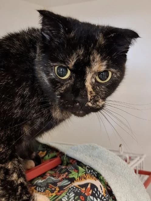 Ellen, schildpatt Alter: 3 Jahre Verträglich mit: Artgenossen female 3yo Scottish Fold for adoption at Tierschutzverein 7 Gebirge e.V. — Orscheider Hof