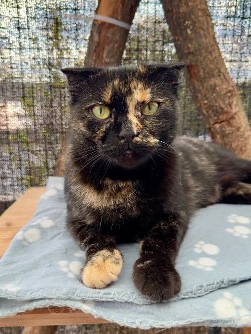 Ellen, schildpatt Alter: 3 Jahre Verträglich mit: Artgenossen female 3yo Scottish Fold for adoption at Tierschutzverein 7 Gebirge e.V. — Orscheider Hof