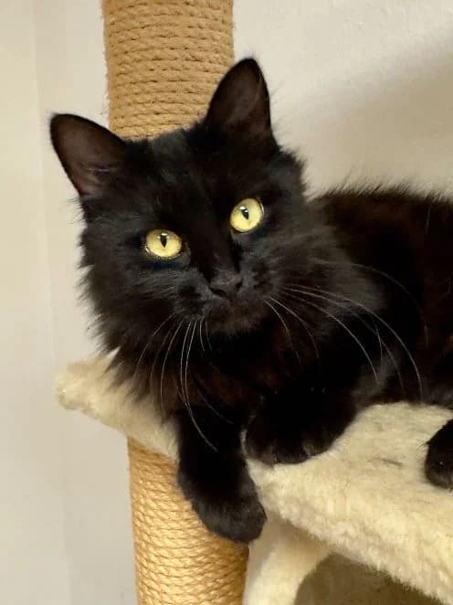 Else, schwarz Alter: 3 Jahre Verträglich mit: Artgenossen Else ist maximal 3 Jahre alt und kam als Fundkat female senior mixed breed for adoption at Tierschutzverein 7 Gebirge e.V. — Orscheider Hof