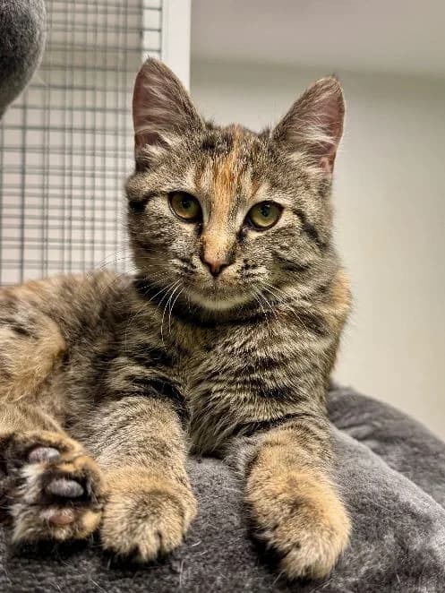 Emmi & Erika, getigert mit rot Geboren: Mai 2026 Verträglich mit: Artgenossen Die beiden Schwestern Emmi und Erika female senior European Shorthair for adoption at Tierschutzverein 7 Gebirge e.V. — Orscheider Hof