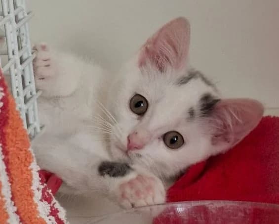 Ferdi, weiß grau Geboren: 01.06.2026 Verträglich mit: Artgenossen Der kleine Kater Ferdi sowie seine beiden male puppy European Shorthair for adoption at Tierschutzverein 7 Gebirge e.V. — Orscheider Hof