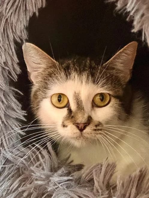 Filine, getigert weiß Alter: 1 Jahr Verträglich mit: Artgenossen Die erst etwa 1 Jahr alte Jungkatze Filine female senior European Shorthair for adoption at Tierschutzverein 7 Gebirge e.V. — Orscheider Hof