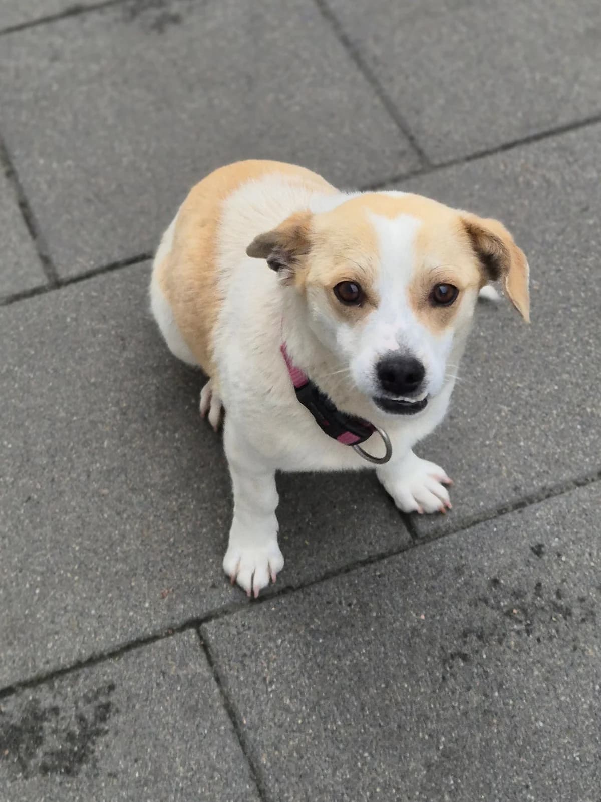 Fräulein Ella, weiß-braun gescheckt Abgabegrund: Übernahme von einem rumänischen Tierheim verträglich mit: Hunden B female young mixed breed for adoption at Tierschutzverein 7 Gebirge e.V. — Orscheider Hof