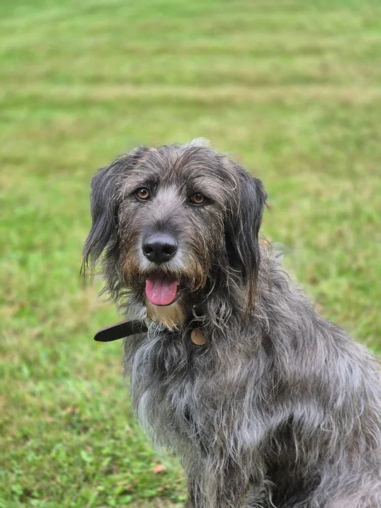 Francis, grau-schwarz Abgabegrund: Übernahme von unserem rumänischen Kooperationspartner Verträglich mit: Hun male 3yo Mixed Breed for adoption at Tierschutzverein 7 Gebirge e.V. — Orscheider Hof