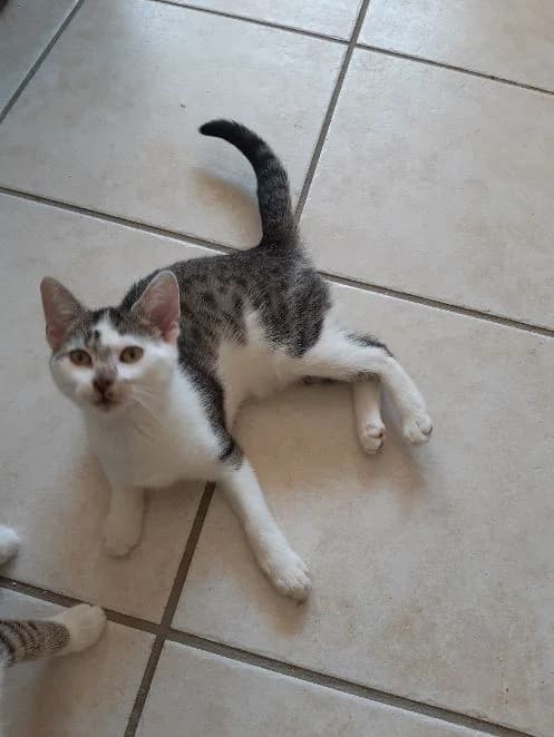 Gesine, getigert mit weiß Geboren: 05.05.2026 Verträglich mit: Artgenossen Hier kommt Gesine mit Handicap female puppy European Shorthair for adoption at Tierschutzverein 7 Gebirge e.V. — Orscheider Hof