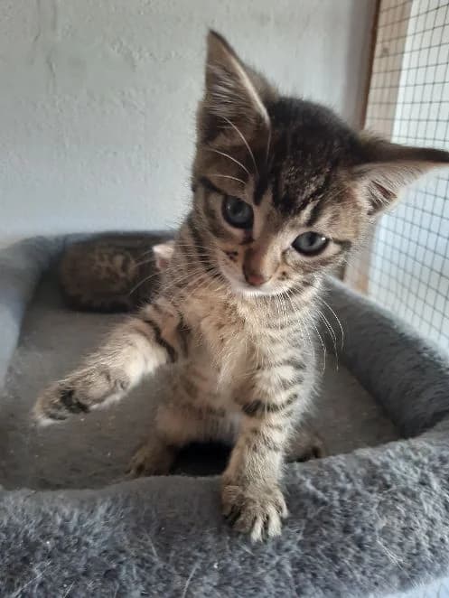 Ghali & Sami, getigert & getigert weiß Geboren: 04.05.20 & 05.05.26 Verträglich mit: Artgenossen Ghali (getigert-w male European Shorthair for adoption at Tierschutzverein 7 Gebirge e.V. — Orscheider Hof