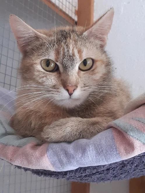 Ginger & Scarlett, schildpatt hell Geboren: 01.05.2025 Verträglich mit: Artgenossen Ginger und Scarlett kamen durch ein female young mixed breed for adoption at Tierschutzverein 7 Gebirge e.V. — Orscheider Hof