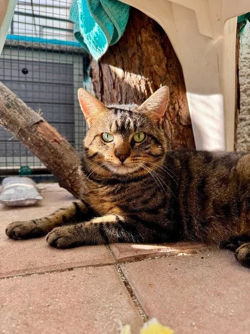 Hajo, getigert Alter: 2 Jahre Verträglich mit: Artgenossen Der maximal 2 Jahre alte wunderschöne Tiger Haj male senior European Shorthair for adoption at Tierschutzverein 7 Gebirge e.V. — Orscheider Hof