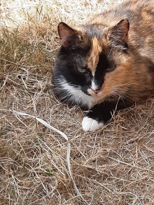 Halina, tricolor Alter: 7 Jahre Verträglich mit: Artgenossen Halina hat viele Jahre auf einem Bauernhof in e female 7yo European Shorthair for adoption at Tierschutzverein 7 Gebirge e.V. — Orscheider Hof
